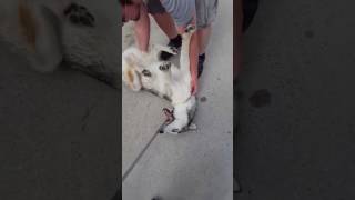 Husky doesn't want to leave dog park