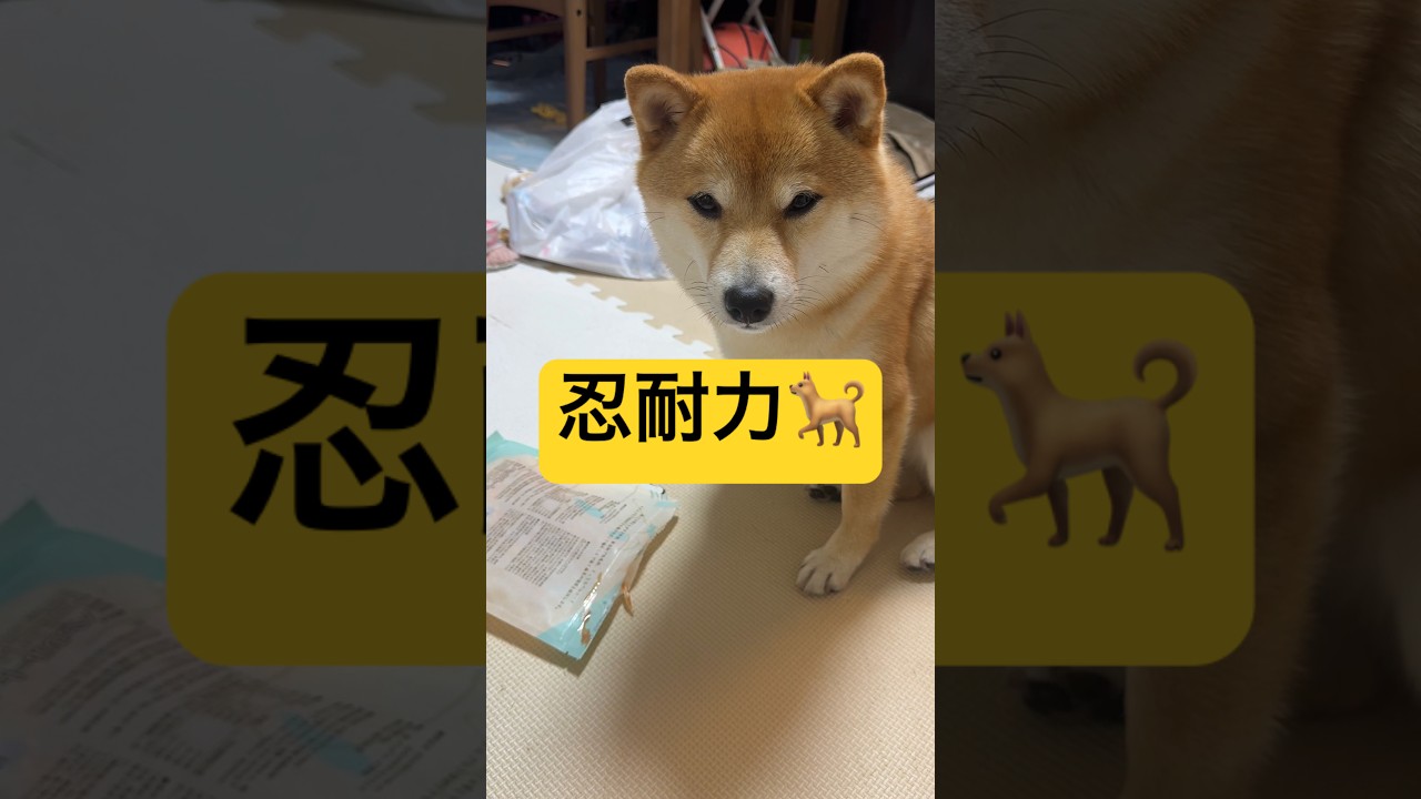 健気なはちゅが大好き🫶#柴犬 #豆柴 #shibainu #犬 #犬のいる暮らし #shorts