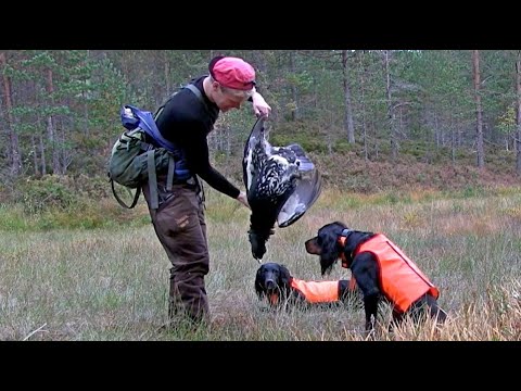 Skogsfugljakt I Tiurens Rike 2 (capercaillie and black grouse hunting)