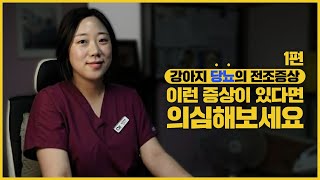 강아지 당뇨 이런 증상이 있다면 의심해보자!