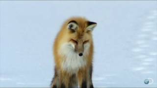 Fox in the snow - Belle and Sebastian