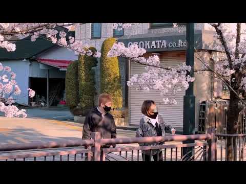 The Most Beautiful Flowers Collection 8K ULTRA HD  8K TV