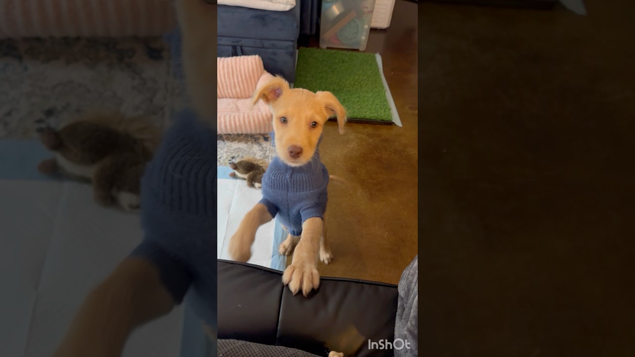 Enlarge Simba, an adopted mixed breed in Berlin, MD video 6/6