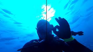 Dev orkinos kafesine dalış