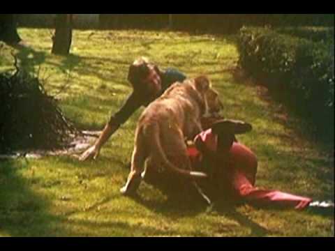 A Lion Called Christian*