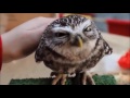 Owl A Funny Owls And Cute Owls Compilation