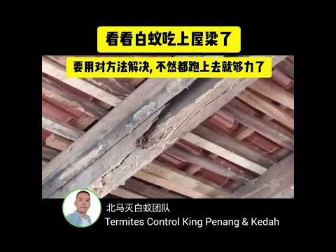 看看白蚁吃上屋梁了 #termitescontrol #白蚁 #whiteant