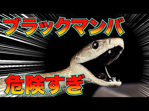 マンバ (生物学)について詳しく解説