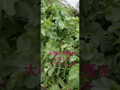 根菜の種まき時期: 根菜を逃さないように園芸家のカレンダーが示していること  庭園