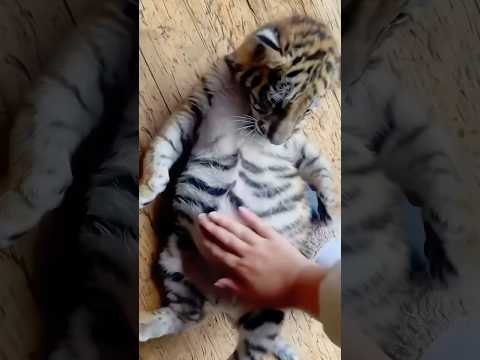 A Russian couple’s harmony with animals. #shortvideo #Tiger #shorts#Animal #Recovery