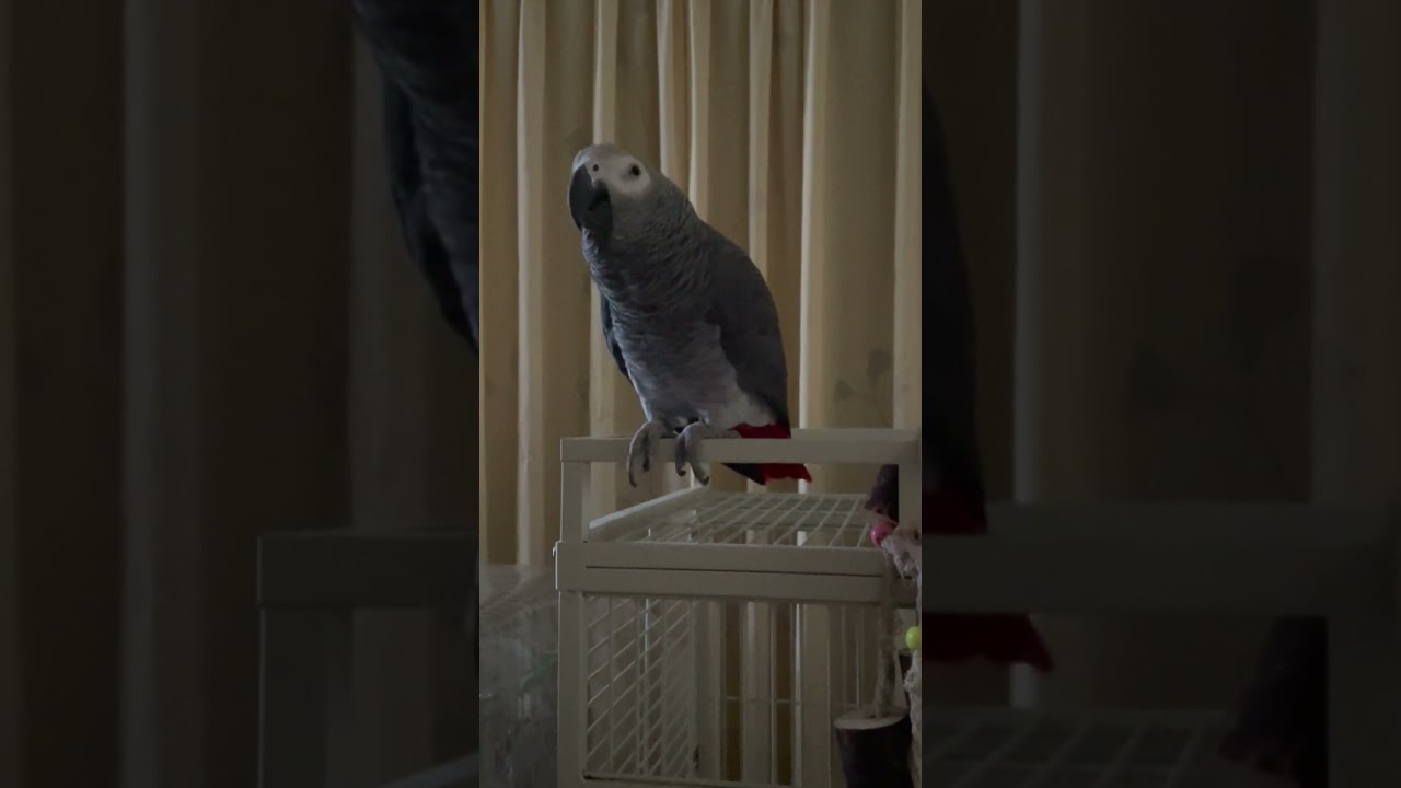 アレクサで掃除させるヨウムのヒトちゃん