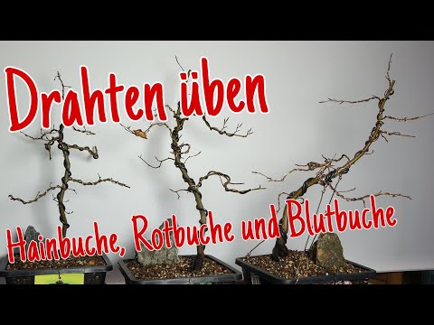 Drahtübung an Buchen -Erstgestaltung Pre-Bonsai 2023/08