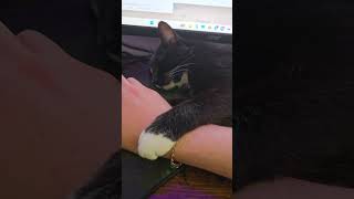 Download lagu Daily Kitten Video #10 mp3 Download lagu Daily Kitten Video #10 mp3