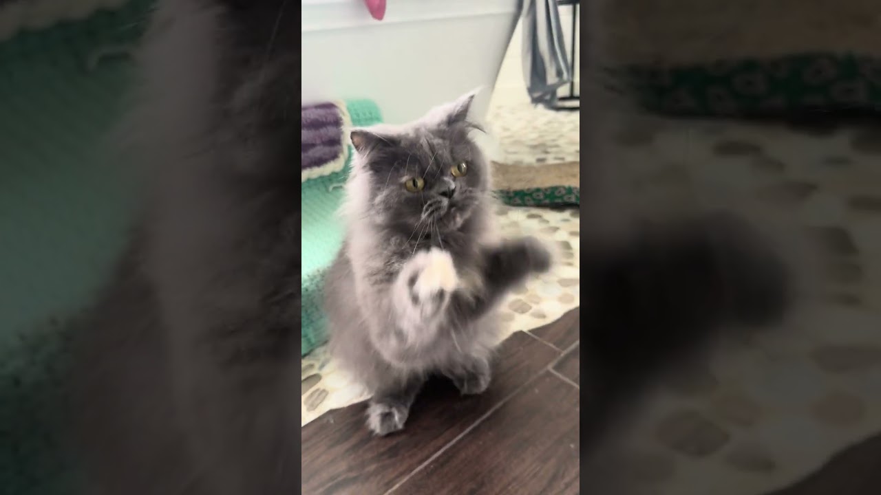Enlarge ELOISE, a ADOPTABLE Persian in Louisville, TN video 4/4