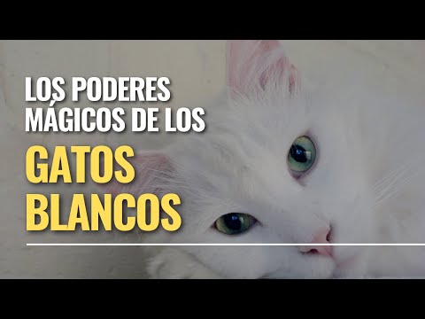 Los poderes mágicos de los gatos blancos