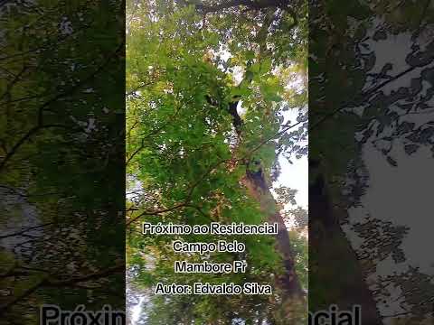 Município de Mambore Pr