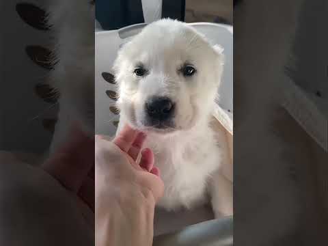 Amazing transformation 🔥💪.#shorts #viralvideo #dog #concurso #kangal #alabai #doglife #doglover