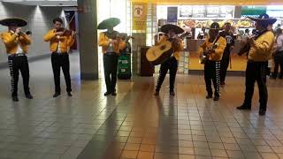 Mexican Hat Dance  - Mariachi Milwaukee.
