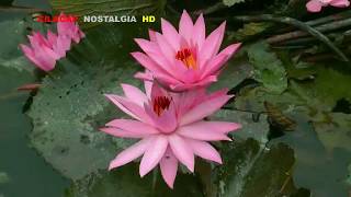 Download lagu SAMPUL SURAT  LILIS SURYANI LIRIK mp3