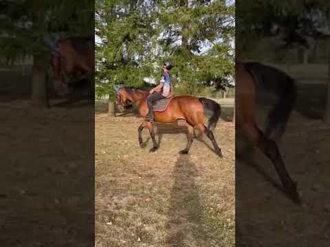 Gelding French Trotter For sale 2018 Bay