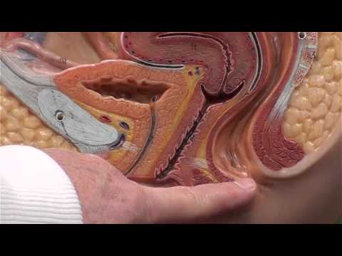 Urinary System Female