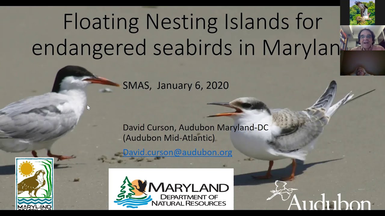 Restoring Common Terns & Black Skimmers in Maryland