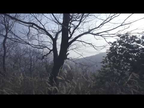 First Look | Laing Carbon fiber Steadicam stabilizer P-04