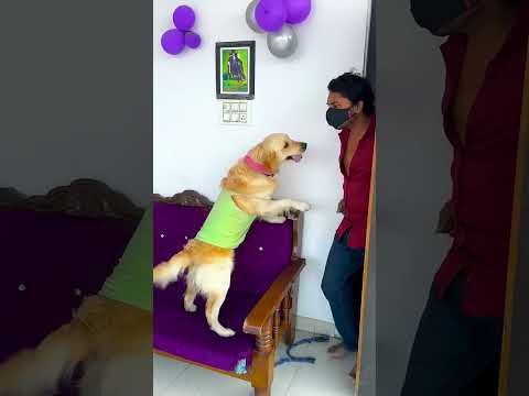 मेरे डॉगी ने मेरे चप्पल के साथ क्या कर दिया😱 #funnydogs​ #shorts​ #trend #comedy #viral