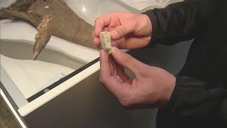 Colorado Student Discovers Historic Tyrannosaurus Rex Tooth