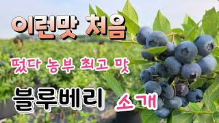떴다 농부 ~ 새콤달콤 진짜 맛있는 평택 뜰안에 블루베리  소개 합니다