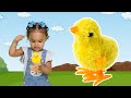 Meu Pintinho Amarelinho Música Infantil