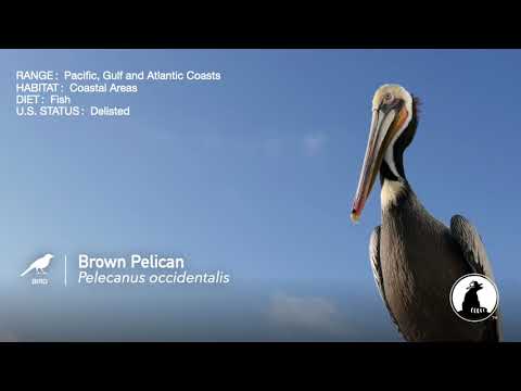 Brown Pelican | ESA @ 50