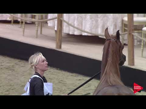 N.110 TAIBAH LEMBARAK - 2019 Qatar Individuals - Fillies 3 Years Old (Class 3B) .mp4