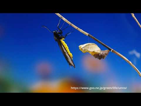 ヘレナキシタアゲハのおしっこ