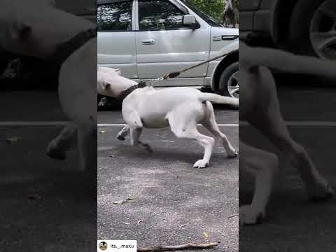 The day when Shadow👑 meet World most aggressive pitbull Tiger🔥 #pitbull #doglover