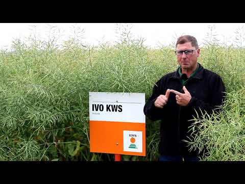 KWS Rapsstorys 2021 - Der Raps vor der Abreife