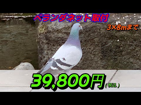 簡単なトリックを使ってバルコニーからハトを追いかける