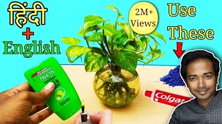 How to grow money plant TOTALLY in water - COMPLETE Guide