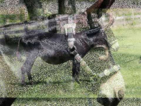 Miniature Donkey LN Josica Photos and Videos