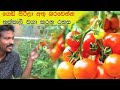 වඩා සාර්ථක පස් මිශ්‍රණයක තක්කාලි වගා�