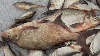 Рыбалка на Вилейском водохранилище