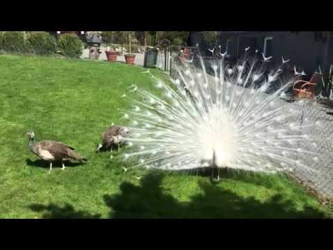 weisser Pfau und Schwarzflügelpfau