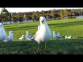 Seagulls Fighting For Food