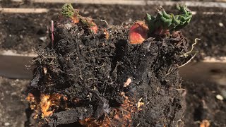Rhubarb: Splitting and Planting Tips