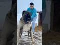 Kangal Turco Kangal Superdogs Perrospoderosos