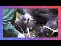 Vets Draining a Large Pus Abscess on African Buffalo
