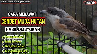 Download lagu How to Care for a Wild Cendet MH | Full Care Guide mp3 Download lagu How to Care for a Wild Cendet MH | Full Care Guide mp3