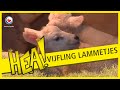 HEA! Vijfling lammetjes
