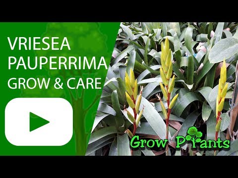 , title : 'Vriesea pauperrima - grow & care (also as houseplant)'