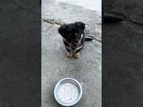 Con người ta nhìn thấy mà ham 😂 #yeuluofficial #shorts